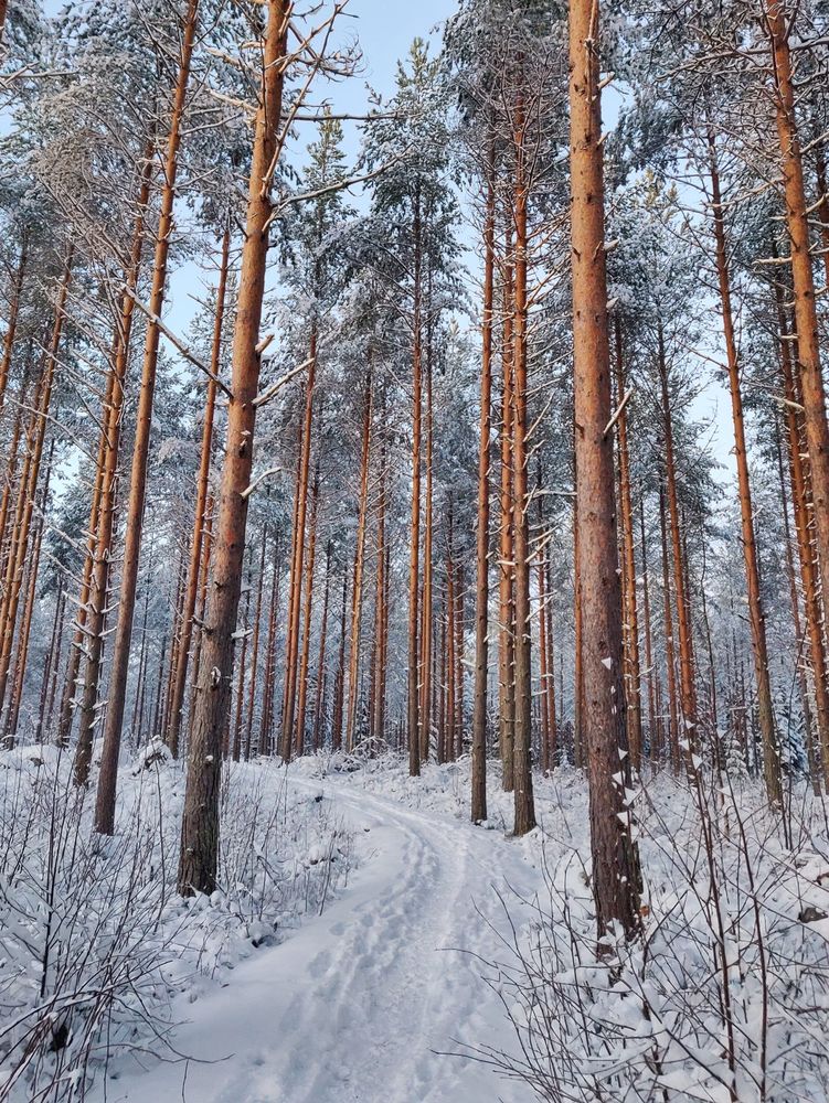 Forest covered in snow