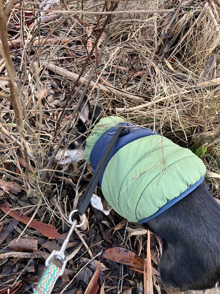 Licorice, a tiny half-chihuahua-half-minpin in a blue and green parka, has paused to stick his nose into a clump of bare winter vegetation.