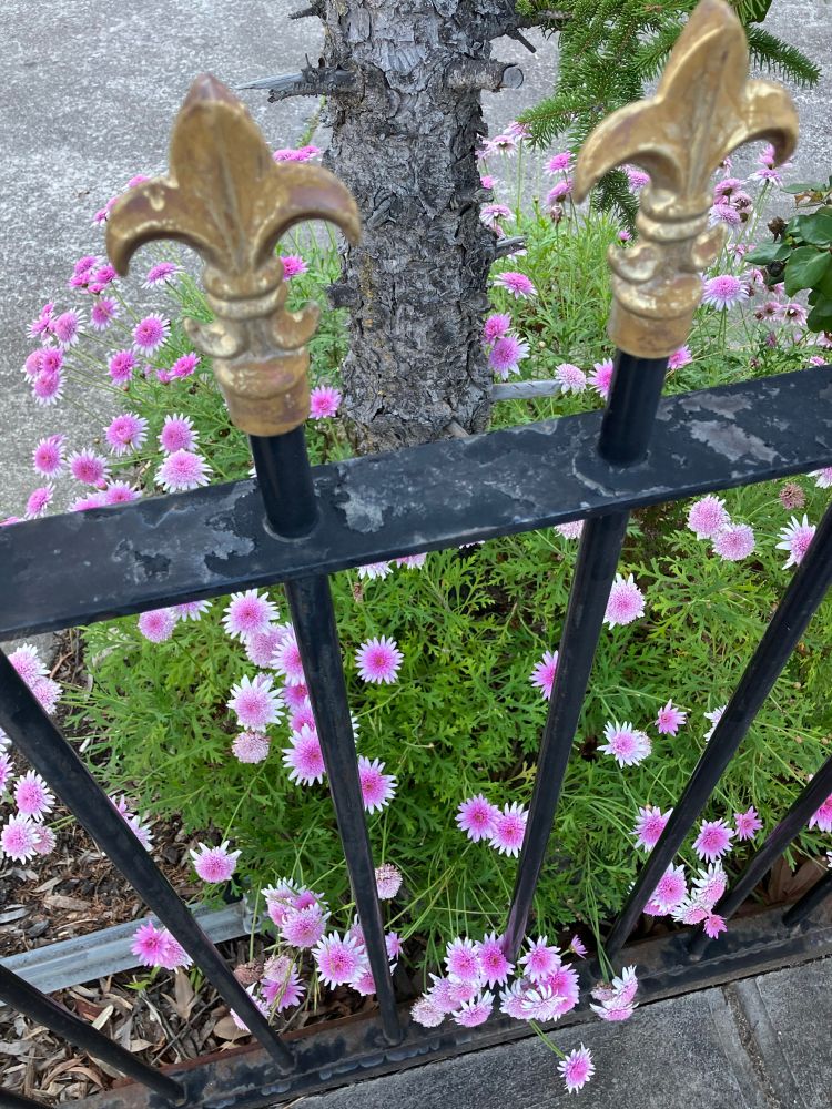 Pink spring flowers are bursting forth among light green leaves, coming through a black cast iron fence topped with gold-colored fleurs de lys.