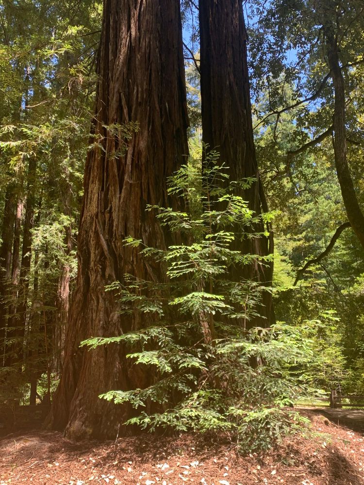 Redwood forest. A medium-sized tree and a slightly smaller tree have their crowns far out of frame. Closer to the viewer is a baby redwood with a slender trunk and light green needles.