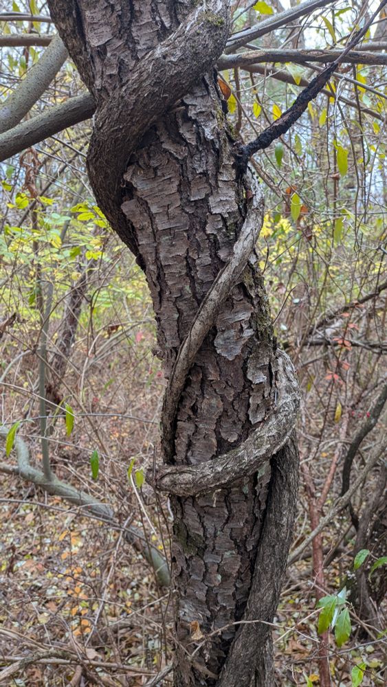 tree wrapped in a vine 