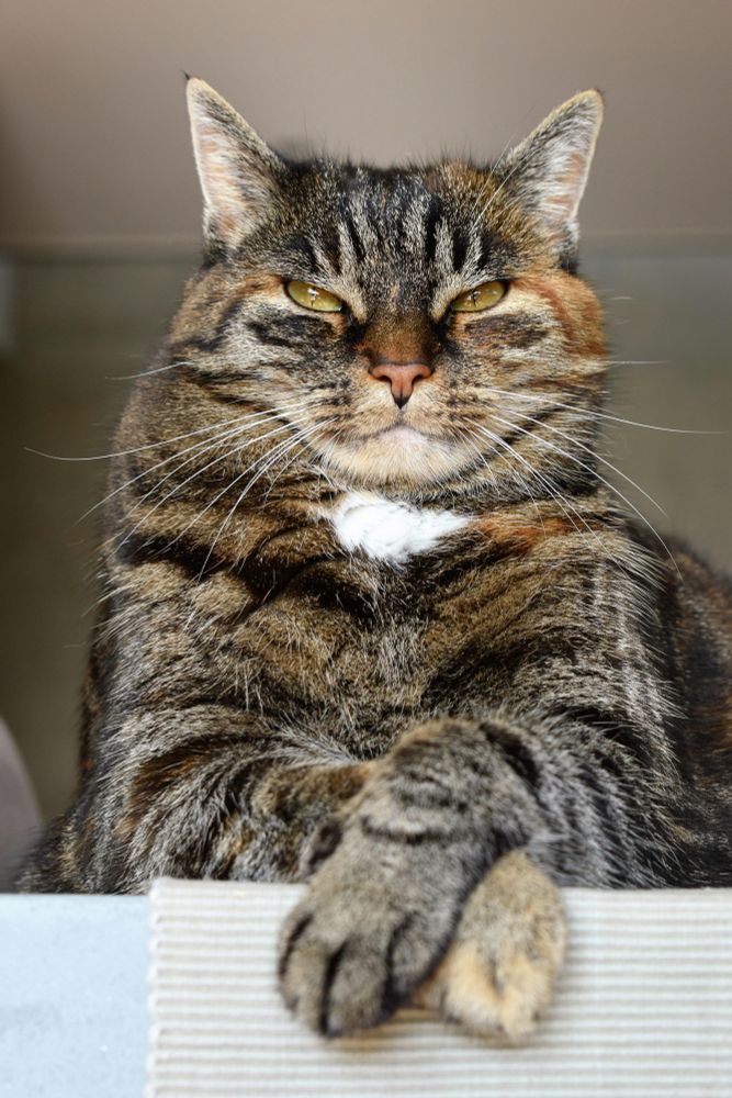 🛑 ANKET 🛑 


💛ALFA💛 ••vs•• 💚BRAVO💚 

Hangi kediyi sahiplenirdiniz ve nedeni ? 



#cat #cats #caturday #catsofbluesky #catlover #catslover #catlovers 