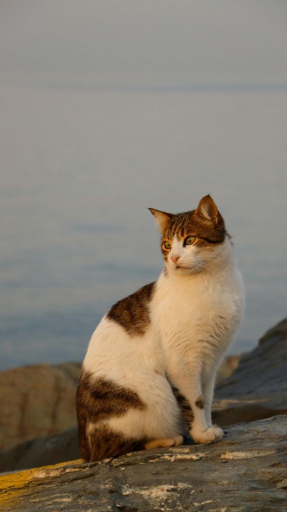 Good Morning CATS 🐈‍⬛ Family ☀️


#cat #cats #catsofbluesky