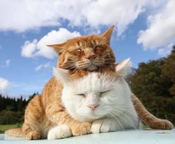 Seninle her şeye Meow 😻 


#cat #cats #catsofbluesky
