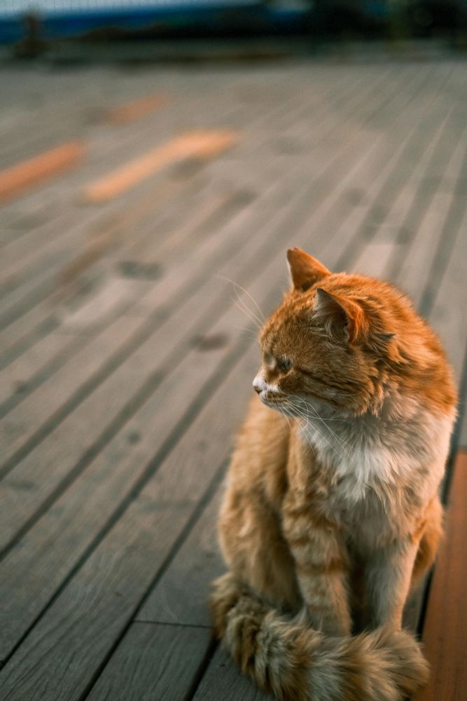 Ne kadar seversek , o kadar hızlı mı kaybediyorduk ? 


#cats #cat #catsofbluesky