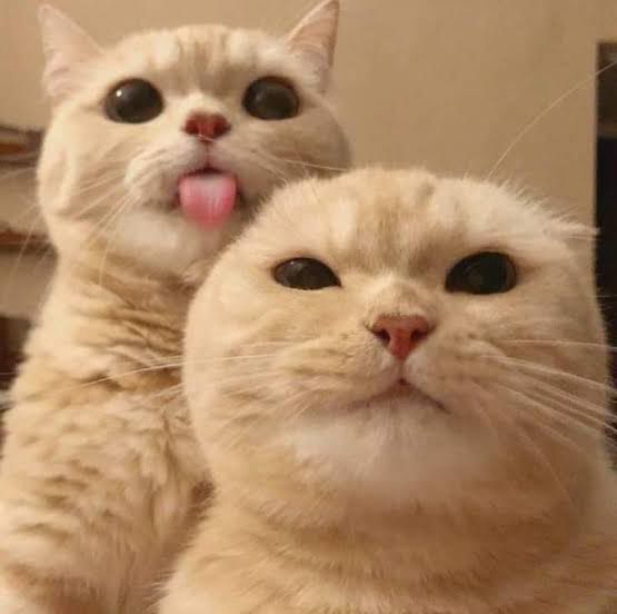 Selfie 💝 



#cat #cats #catsofbluesky