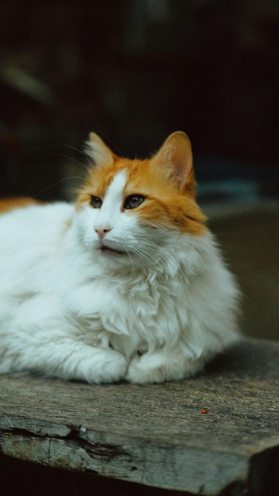 Kırılan bir kalp değil sadece arkanda kalan, kırılan bir hayat geride bıraktığın.



#cats #cat #catsofbluesky
