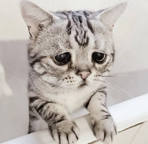 •DUYURU⚠️ 

Arkadaşlar kedi sayfasının bir insana ne zararı olabilir ki anlamış değilim. Şaşkınlık içerisinde olanlara bakıyorum. Sayfayı ve gönderileri şikayet etmişler. Sabahtan mesaj alıyorum ana sayfada gönderiler gözükmüyor erişim sıkıntısı alıyorum. Lütfen bu kötü günde yalnız bırakmayın. 😢