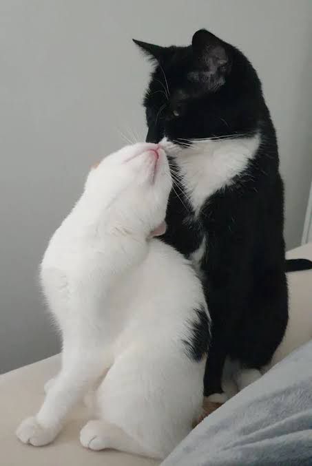 Düşünsenize size EN KIYMETLİM diyip sarılıp öpüyor. 💕


#cats #cat #catsofbluesky 