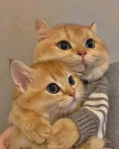 📸🖤♥️



#cats #cat
