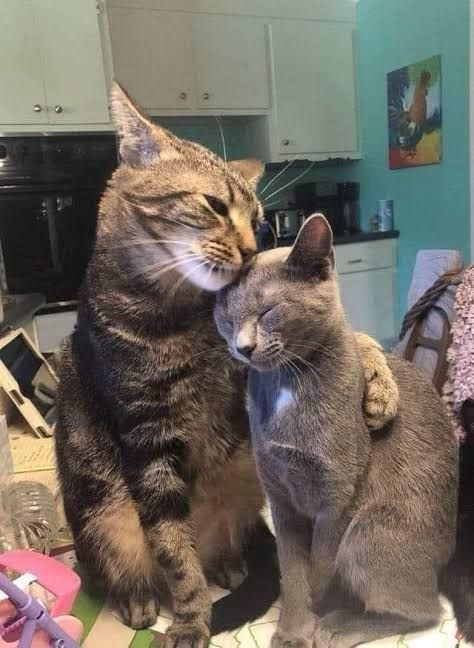 Hayatta sizi şu kadar sevecek insan varsa şanslısınız.  ♥️💗



#cat #cats #catsofbluesky