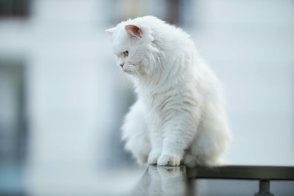 Herkese , sağlıklı ve meow dolu bir gün diliyorum ♥️ 

#catsofbluesky #cat #cats