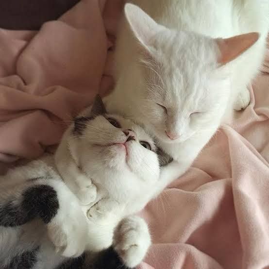 Good morning ☀️💕💗♥️🖤🤍


#cats #cat #catsofbluesky