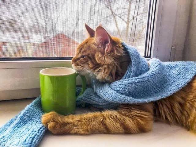 Bu aralar salgın hastalık varmış sanırım hasta oldum meow. 😢


#cat #cats #catsofbluesky