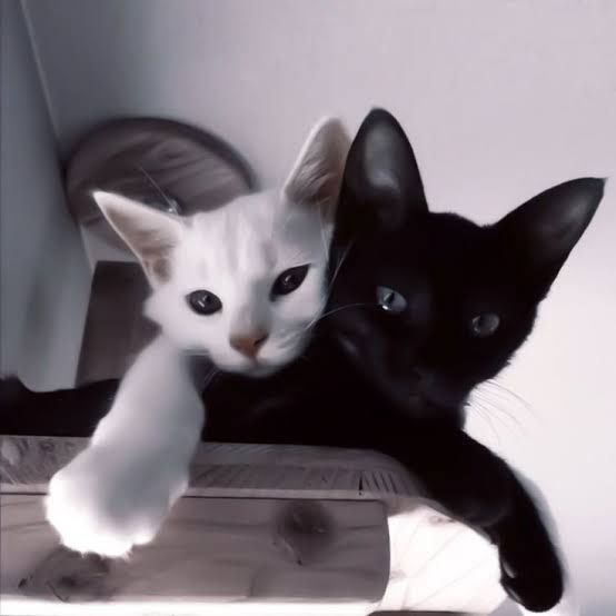 En tatlı sabahlar sen♥️nle başlar 🤍♾🖤



#cat #cats #catsofbluesky