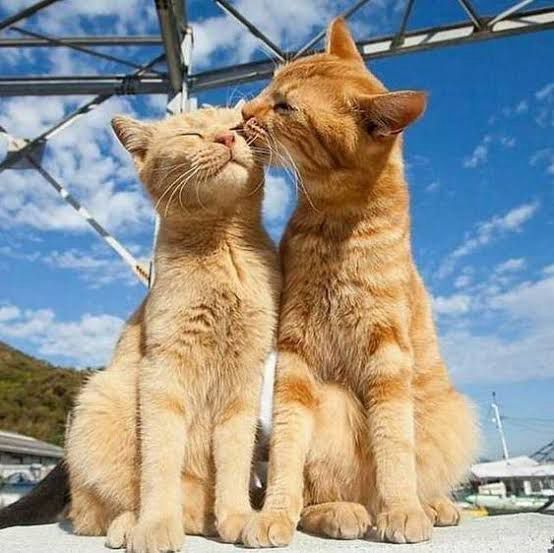 Göm beni , gamzenin o çukuruna. Patilerinle kapat kalbimi sabah kadar miyavliyim adını. 💕♥️




#cats #cat #catsofbluesky