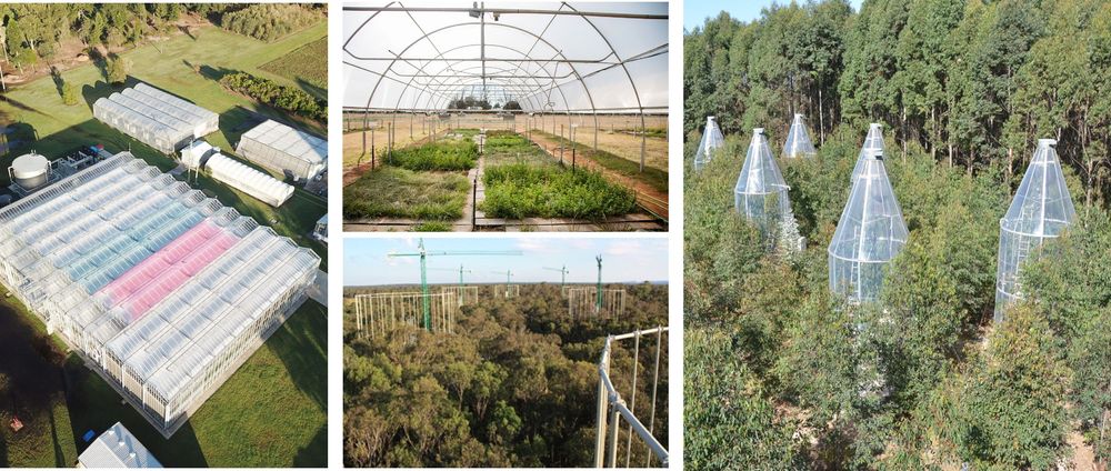 Australian Plant Phenomics Network facilities at Western Sydney University