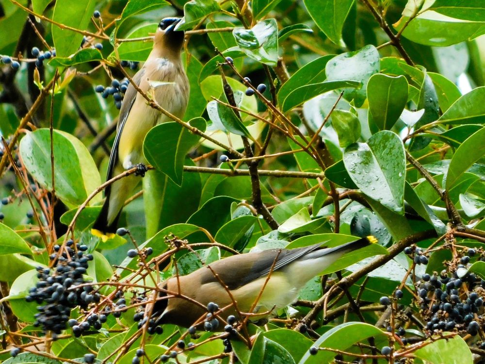 Cedar waxwings in a tree