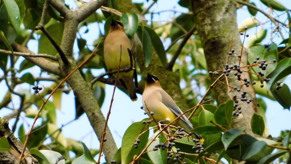 Two waxwings in a tree