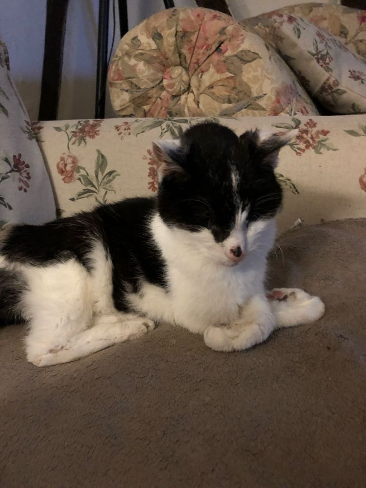 Schwarz-weißer Kater liegt mit „gebrezelten“ Vorderbeinen auf dem Sofa 