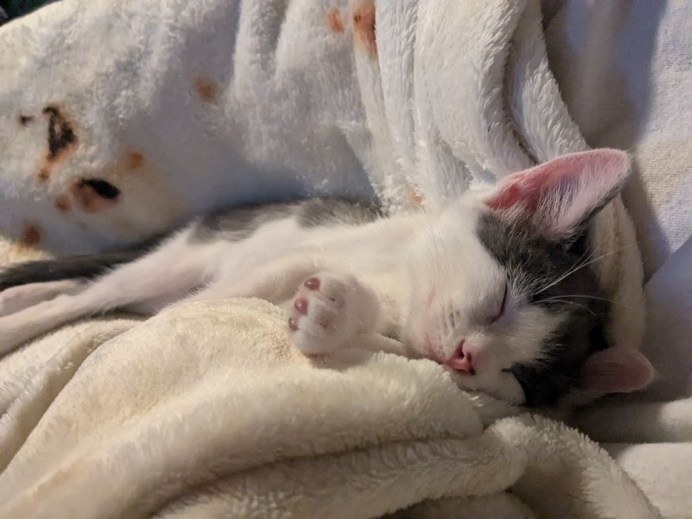 Black/Grey and white kitten sleeping on her side