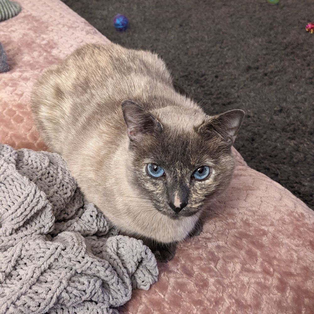 Cosmos the grey tortoiseshell siamese cat, with a dark grey face and bright blue eyes. She is in a loaf position on a pink blanket on the sofa and is mostly looking at the camera.