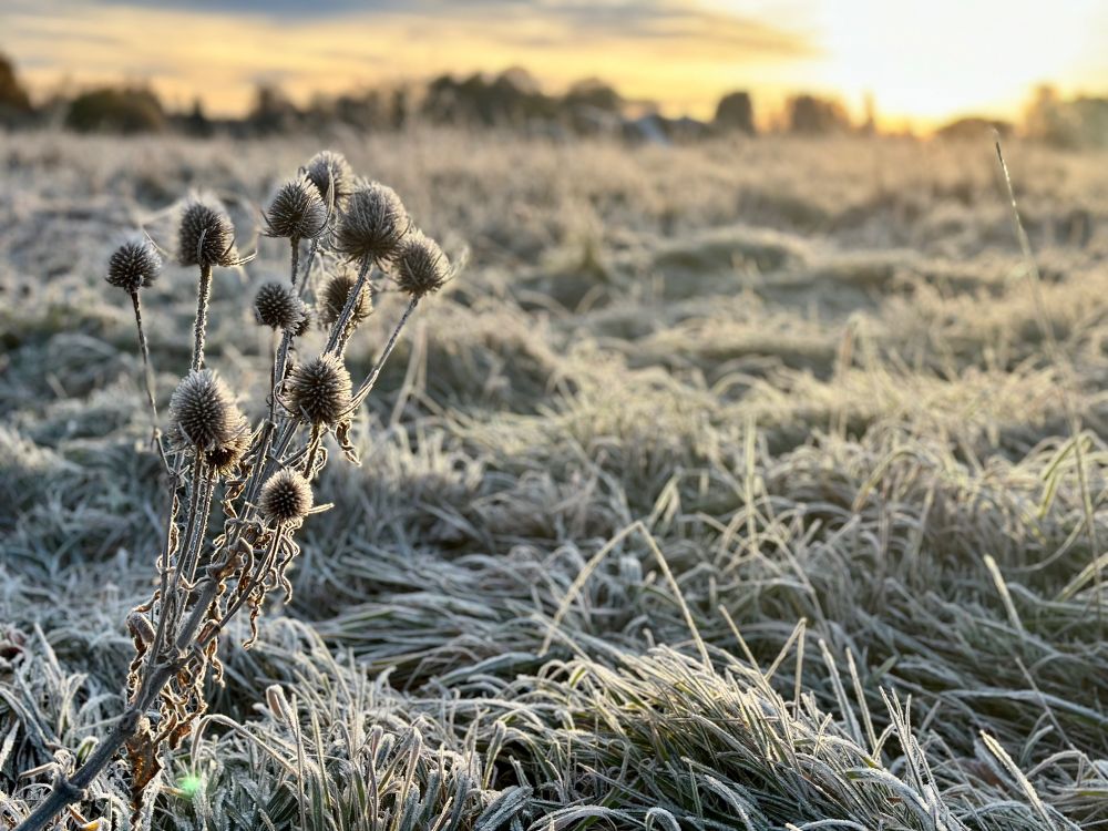 Sonnenaufgang mit Distel im Vordergrund, Morgenfrost