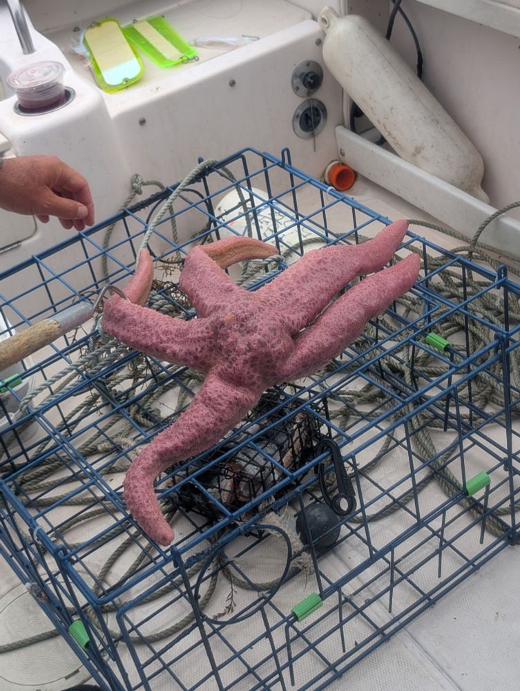 One of the largest types of Sea Stars in the world.  Only the 2nd one I've pulled up in a trap.