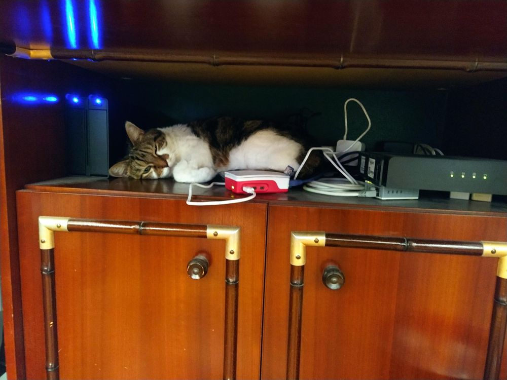 Charlie the cat, laying down on the server shelf. Around her are a Raspberry Pi, a Raid disk box and some network equipment.