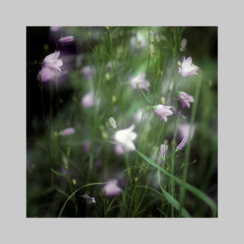 Blick in eine grüne Wiese mit vielen glockenförmigen Blumen in Blasslila. 