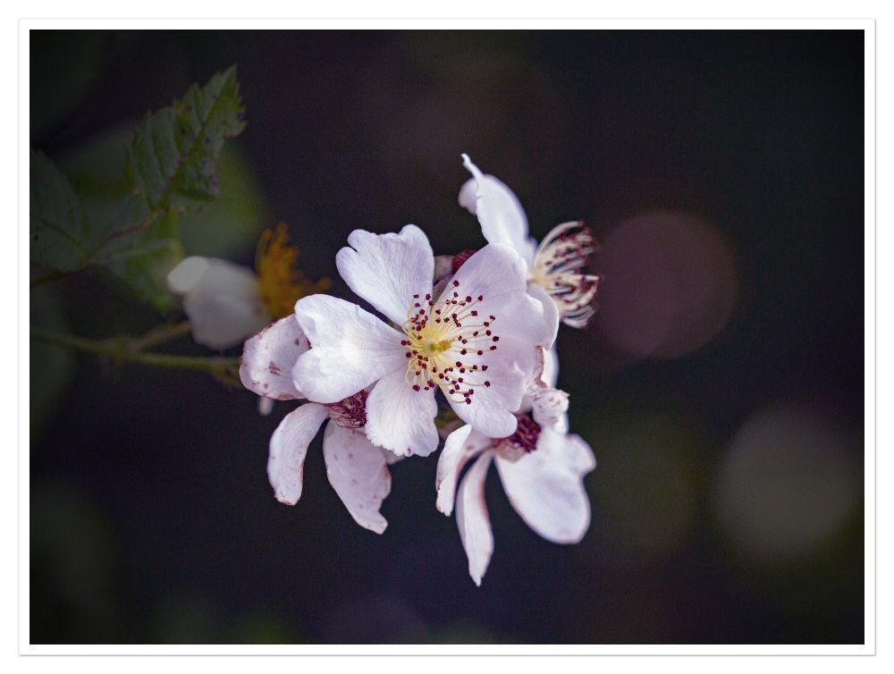 Einfache und ungefüllte Weiße Rosen. 
Mit einem Blick auf den gelben Stempel und den bräunlichorangenen Staubblättern.