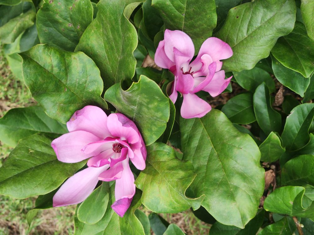 Fuschia blooms on a lily magnolia at dusk