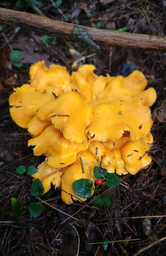 Golden chanterelle mushrooms on a forest floor