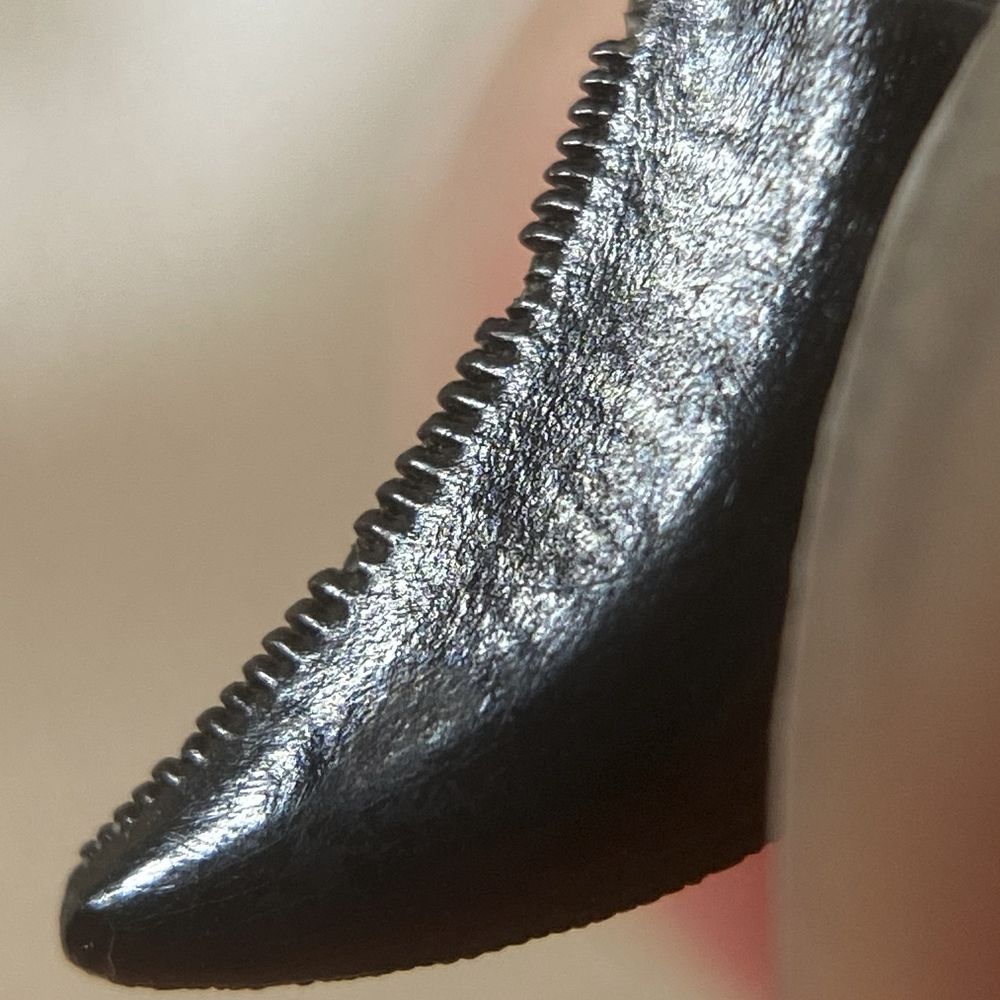 Magnified view of a fossilized dinosaur tooth of a Saurornitholestes or Bambiraptor showing hook-shaped serrations or denticles.