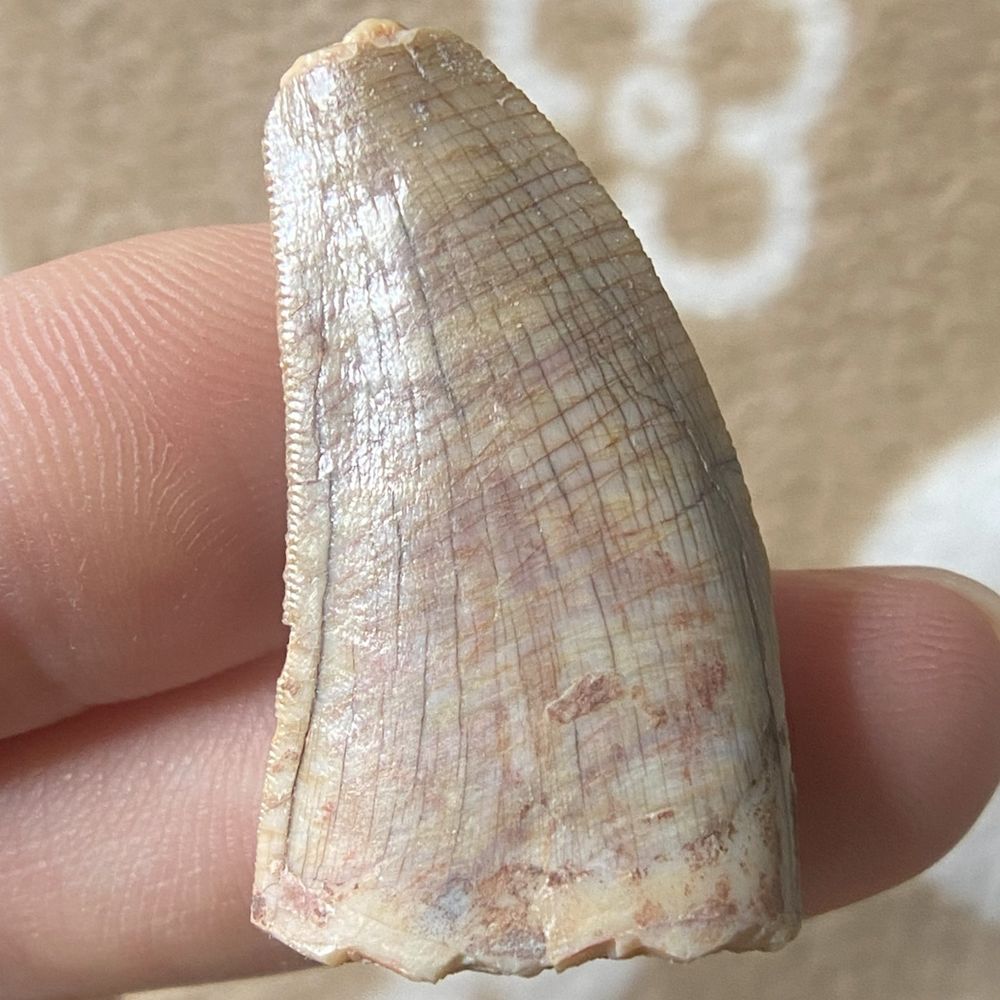 Mesozoic Market | Fossil Collector & Amateur Paleontology: "🧪Species: cf. Siamraptor suwati Carcharodontosaurian (possibly Siamraptor) dinosaur teeth from Laos are quite rare, especially of this size and quality. Unfortunately, the only formally