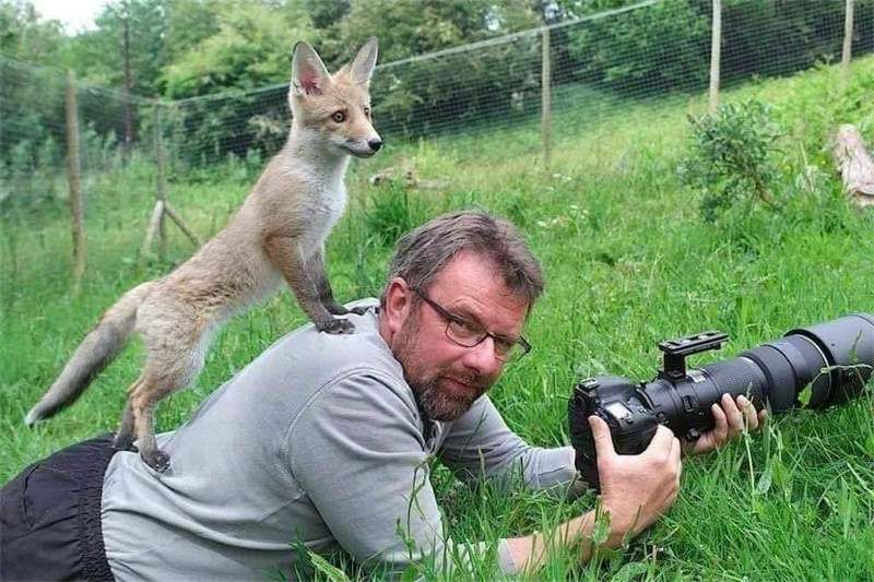A photographer, lying in the grass. A fox cub is standing on his back, looking off in the same direction as the camera's pointing at. The photographer is looking at us, with an expression his face that's every shade of "resigned"