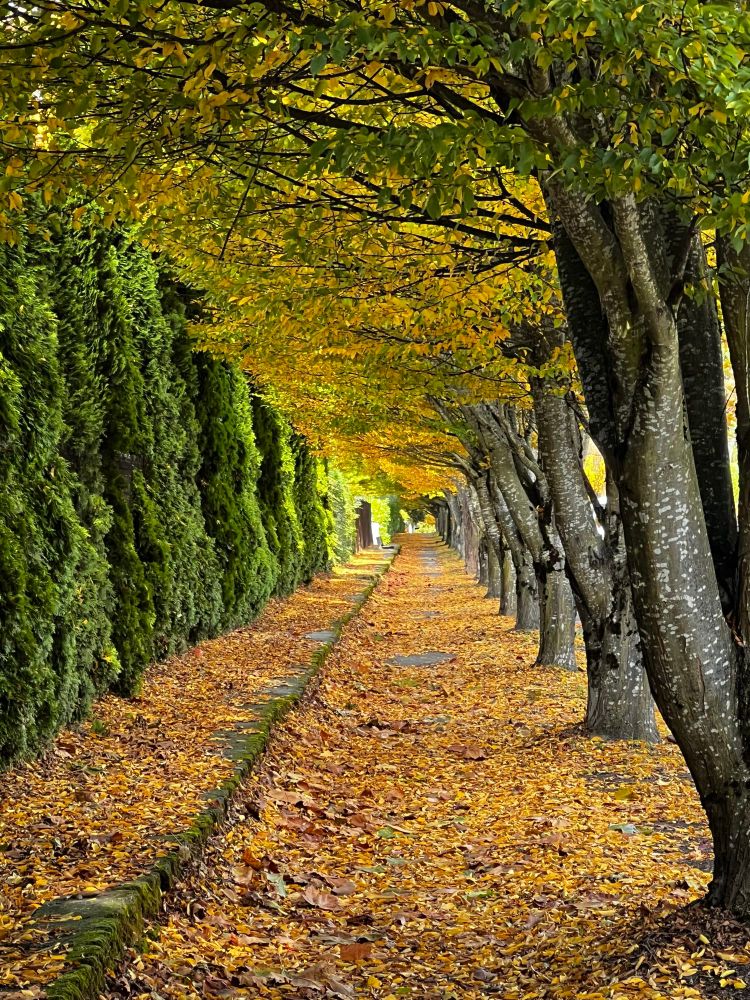 Tree lined sidewalk with autumn foliage still in the branches but also creating a carpet 
