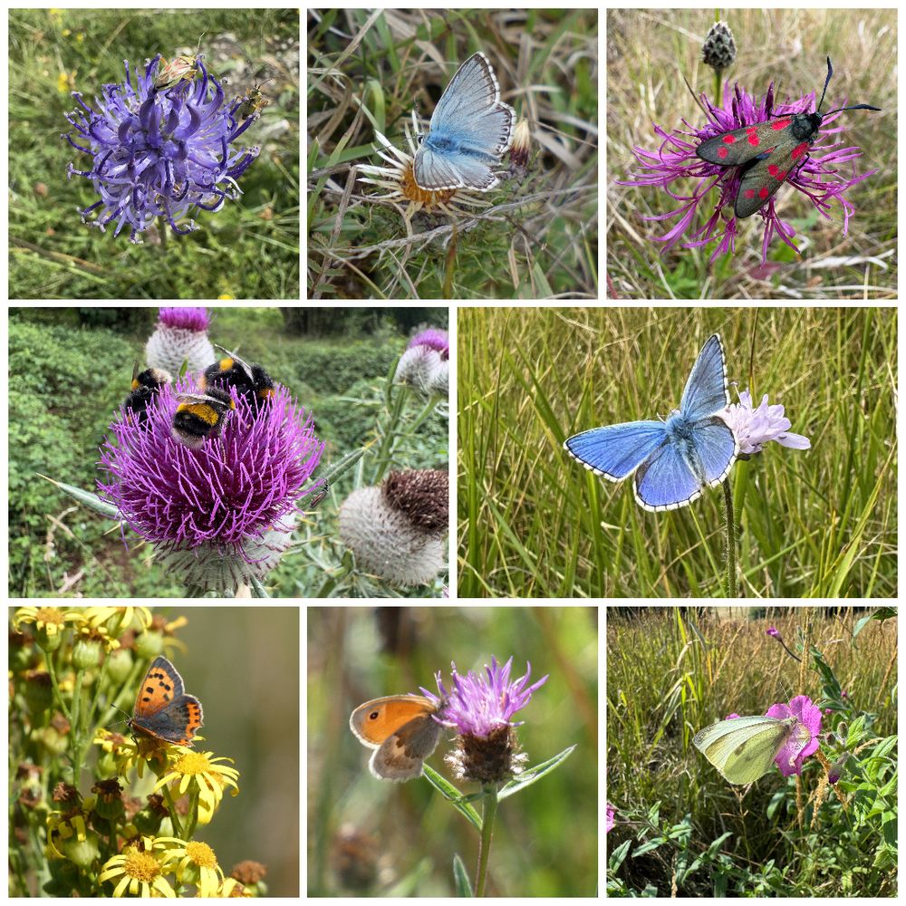 Top Row: Rosy Plant Bugs, Chalkhill Blue (male), Six-spot Burnet Moth
Middle Row: White-tailed and Buff-tailed Bubblebees, Adonis Blue (male)
Bottom Row: Small Copper, Small Heath, Large White
