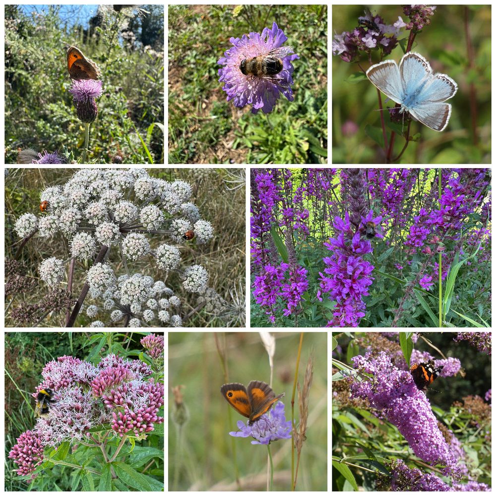 Top Row: Small Heath, Drone Fly, Chalkhill Blue (male)
Middle Row: 6-spot Ladybirds, Common Carder Bee
Bottom Row: White-tailed Bubblebee, Gatekeeper (male), Red Admiral
