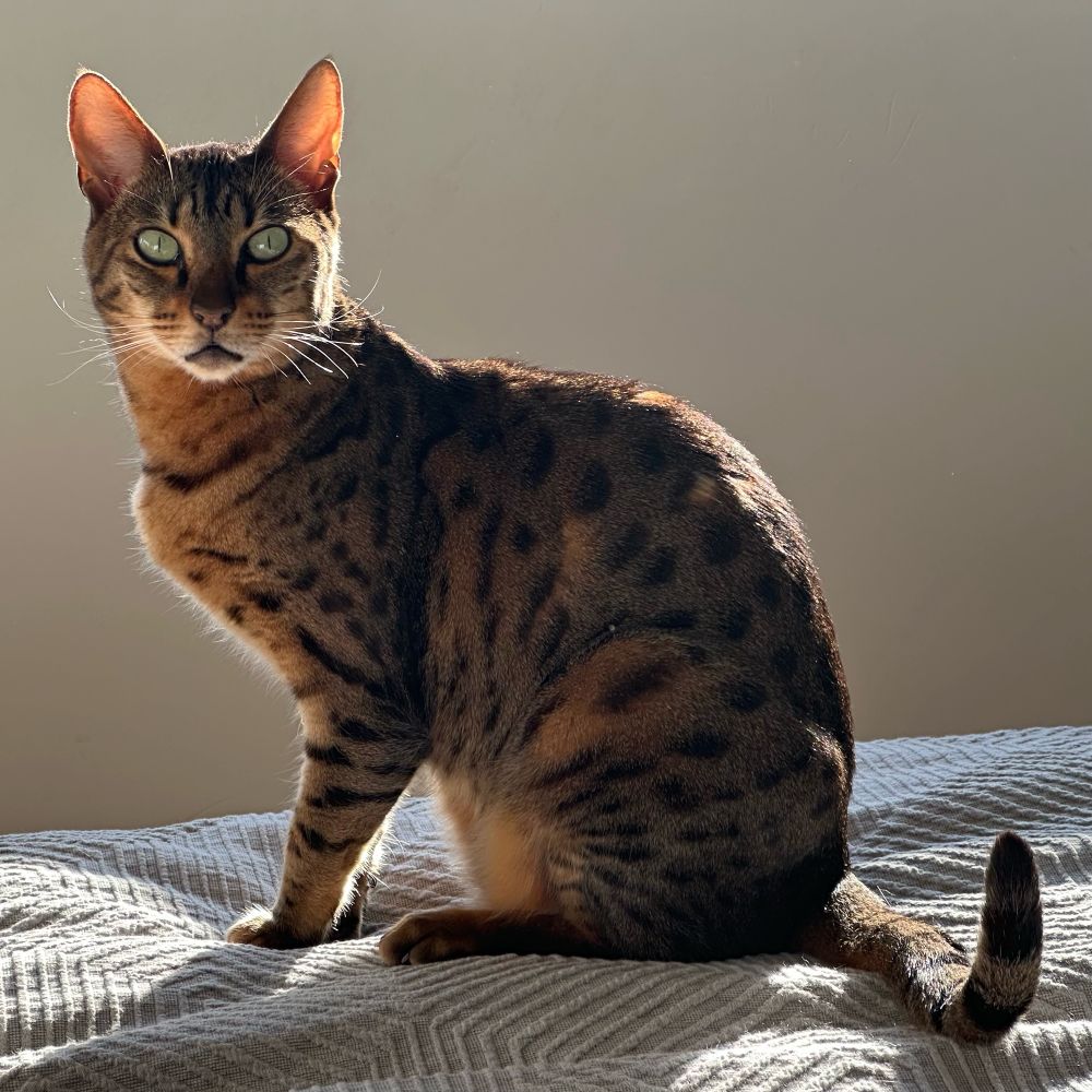 Savannah cat sitting on a bed backlit by the sun.
