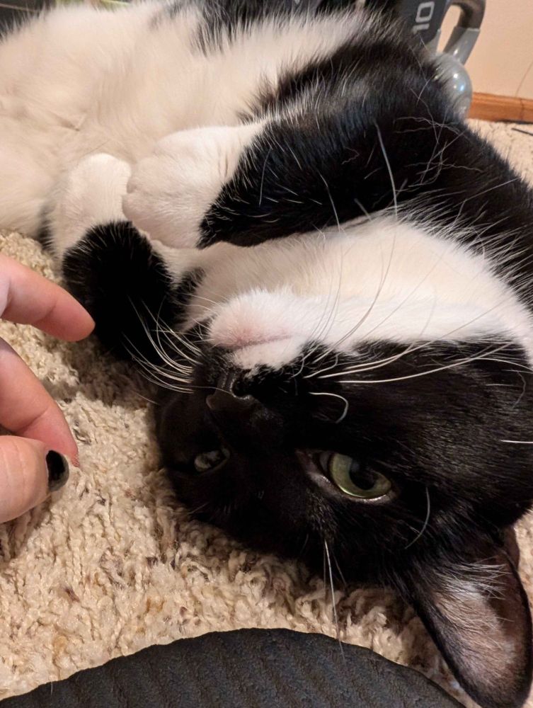 Tuxedo cat baring belly for scritches