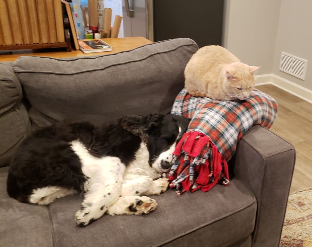 Black and white dog asleep on a couch with buff colored cat.