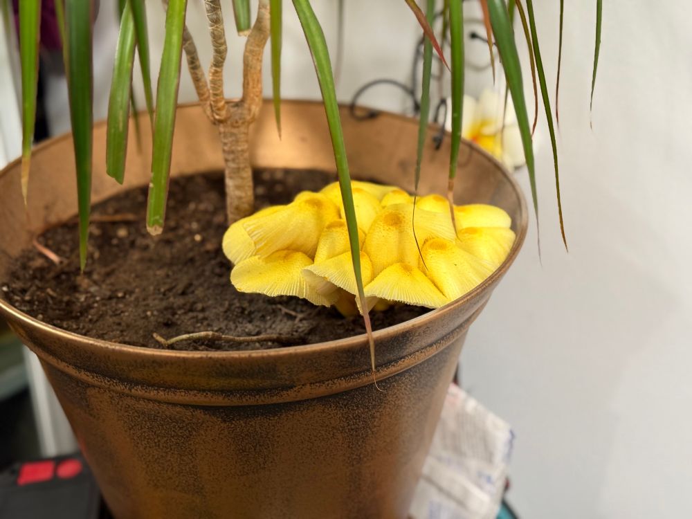 Common houseplant mushroom grown very big the next morning 