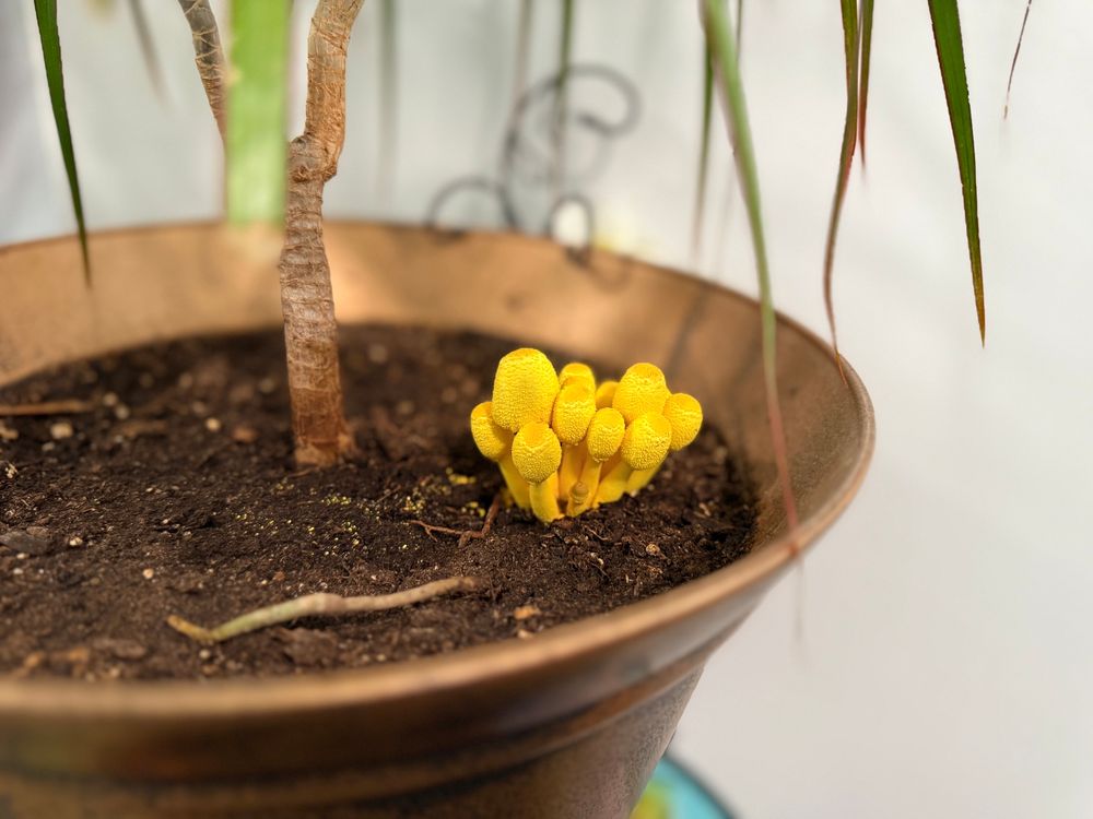 Common houseplant mushroom just sprouting