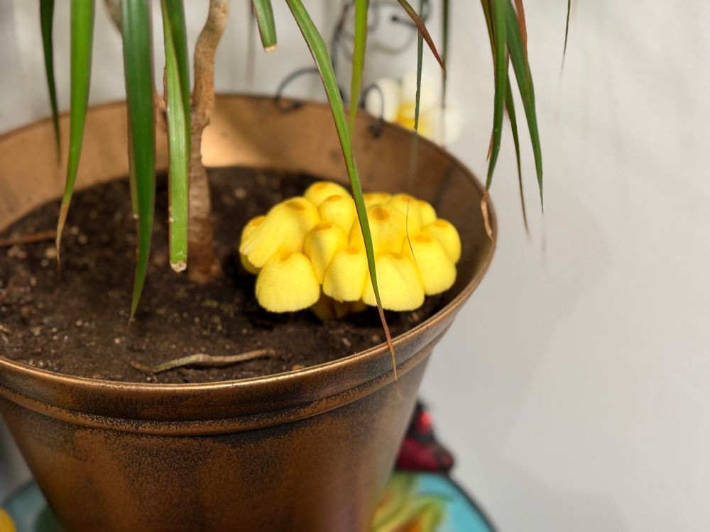 Common houseplant mushroom grown bigger in 12 hours