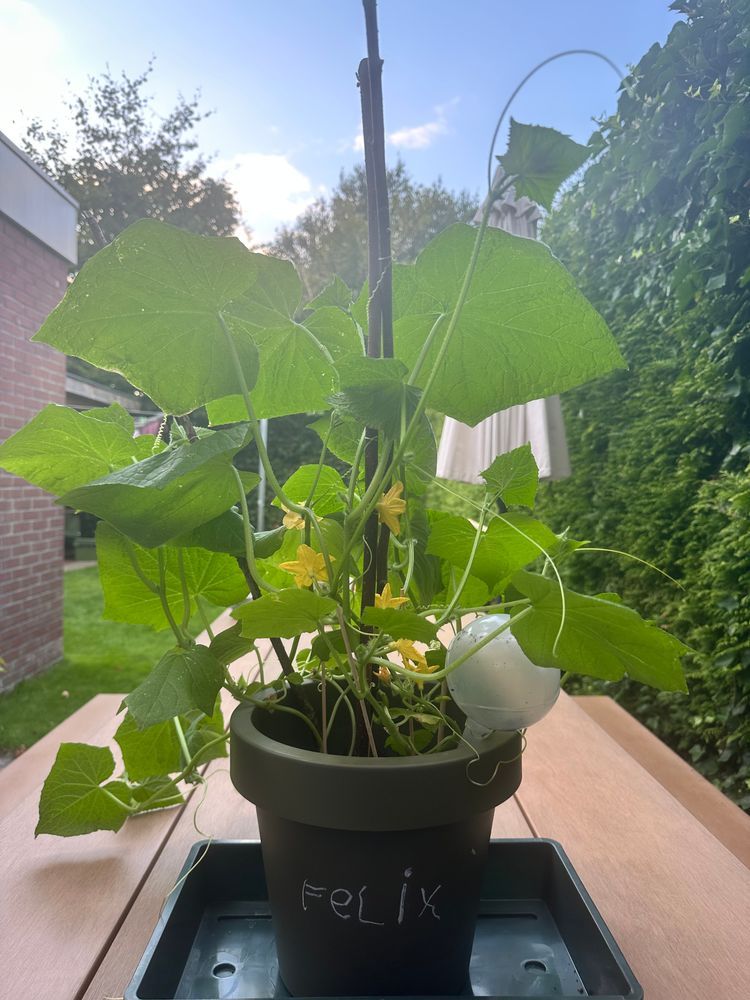 A cucumber plant overgrowing its big green pot
