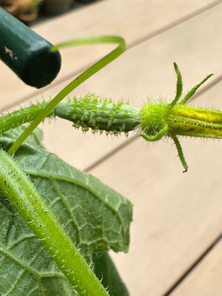 Cucumber ovary and unopened flower