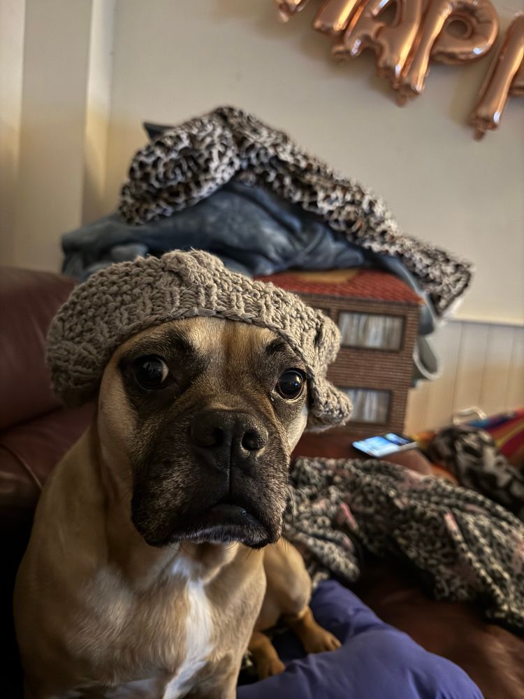 A dog with a woolly hat rests on a couch.