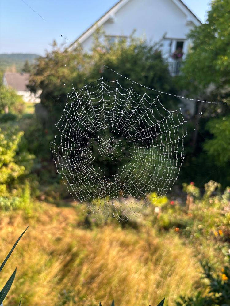 A spiderweb with morning dew hanging from every thread; a blue summer sky and overgrown yard out of focus in the background.
