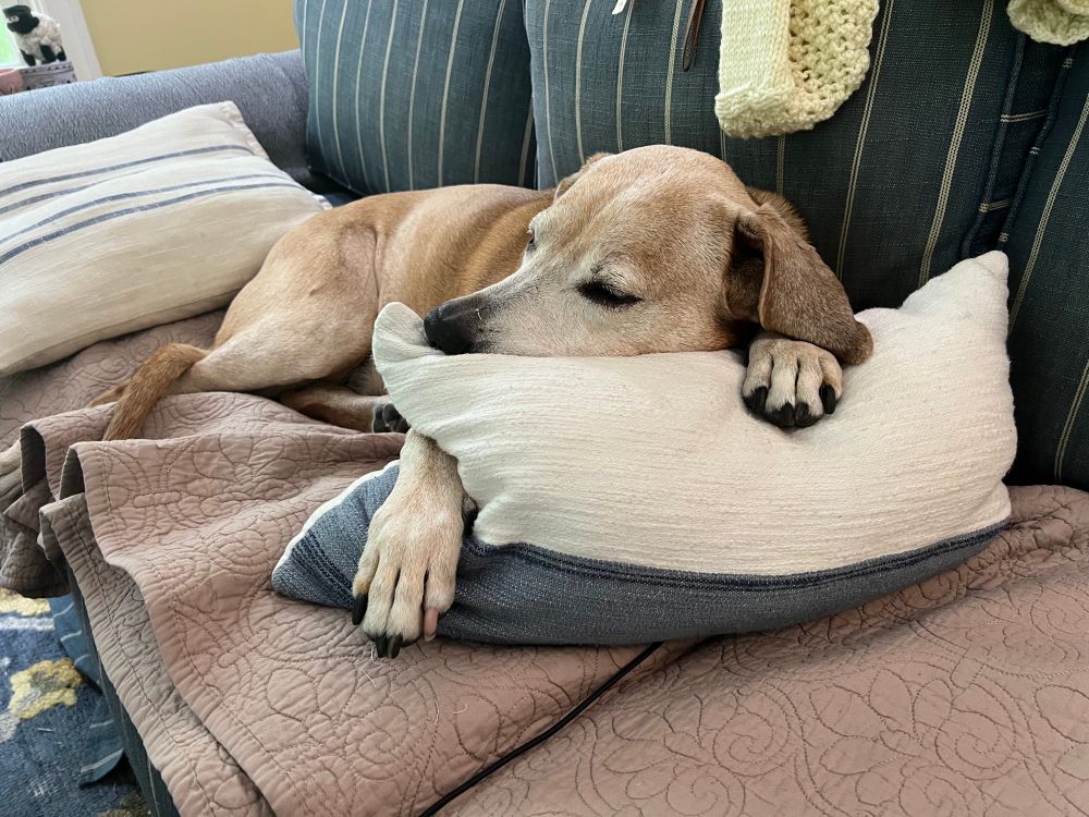 Coonhound on sofa with paws around pillow trying to nap.